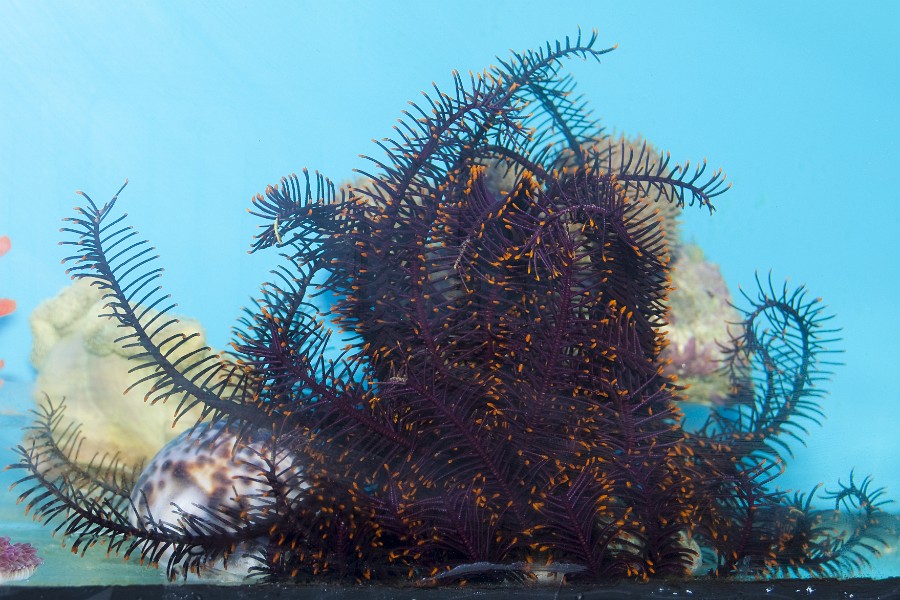 Sea Star in Coral Reef Saltwater Aquarium